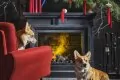 Dimplex Coventry - Черный 3
